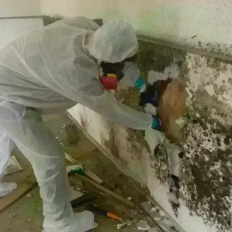 Mold Remediation and Removal in Cordes Lakes, AZ